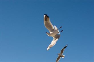 Pair of seagulls flying in blue a sky background