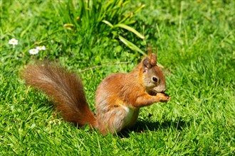 Squirrel holding nut in hands standing in green grass looking right