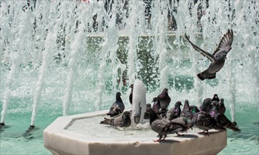 City pigeons by the side of water at a fountain