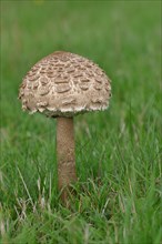 Giant umbrella mushroom or parasol mushroom