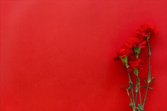 Top view carnation flowers against bright red background with copy space. Resolution and high quality beautiful photo