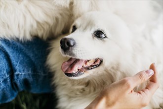 Woman petting adorable dog. Resolution and high quality beautiful photo