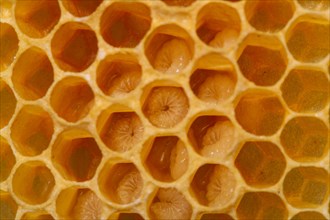 Honey bee Honeycomb with several eggs
