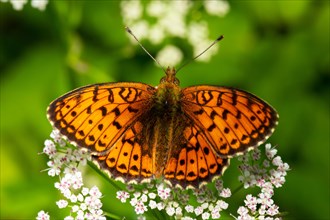 Meadowsweet mother-of-Fritillary butterfly with open wings sitting on white flowers from behind