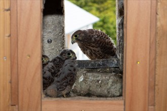 Kestrel two young birds in nest in church tower sitting seeing different