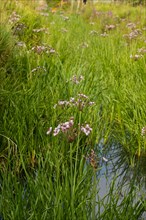 Swan flower several flowering plants at water ditch in green meadow