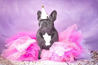 Cute French Bulldog dog wearing party hat and pink tutu skirt