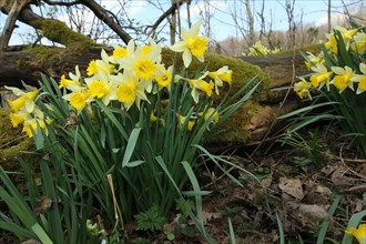 Daffodils or wild daffodils