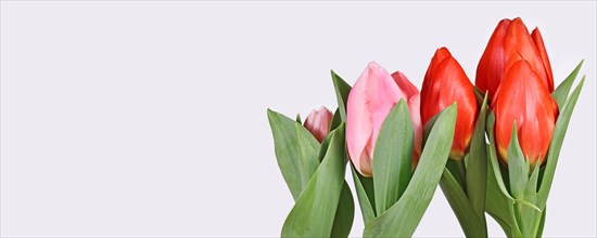 Web banner with red and pink tulip spring flowers