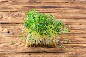 Fresh microgreens. Sprouts of mizuna on wooden background