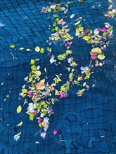 Leaves and blossoms on water surface of a pool