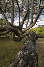 Old scots pine