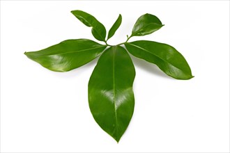 Leaf of tropical of Philodendron Green Wonder house plant isolated on white background