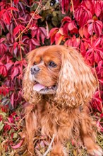 A Cavalier King Charles Spaniel dog with brown fur