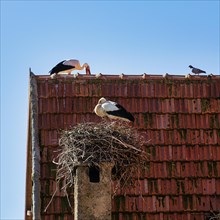Stork in nest on chimney