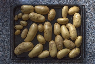 Raw potatoes on a baking tray