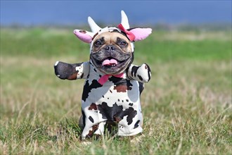 Cute happy French Bulldog dog wearing a funny full body Halloween cow costume with fake arms