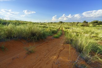 Wide landscape of the Kalahari desert with distance leading dirt road