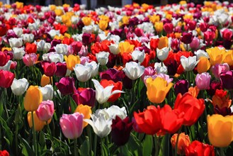 Many colourful tulips in one area