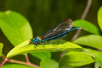 Blue-winged damselfly sitting on green leaf seen left