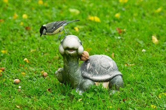 Great tit with closed wings taking off from turtle in green grass looking left