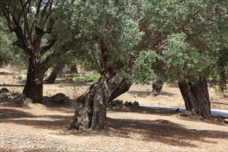 Old olive trees