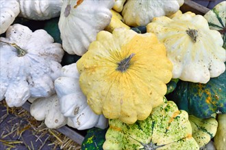 Yellow Pattypan summer squash with round and shallow shape and scalloped edges