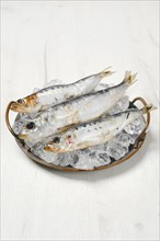 Fresh iwashi herring fish on a plate with ice cubes