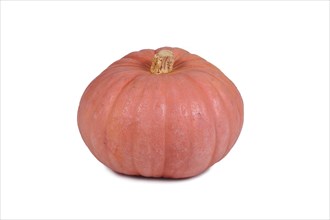 Pastel pink colored 'Miss Sophie Pink' Halloween pumpkin on white background