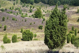 Totengrund valley basin overgrown with juniper in the heath blossom