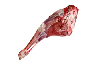 Raw hind quarter of deer leg isolated on white