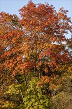 Leaves of a red oak in autumn