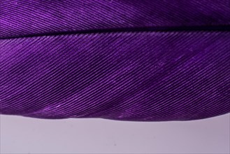 Studio shot photo of colored bird feathers as texture background