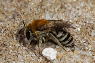 Felt-banded silky bee sitting on sandy ground left sighted