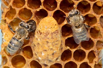 Honey bee two animals sitting on comb next to queen cell from behind