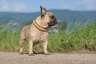 French Bulldog dog with fawn colored fur wearing a selfmade collar made of paracord strings standing in front of grass