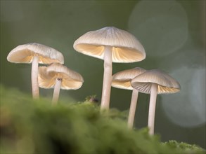 Group of bonnets