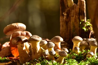 Group of parasitic wood dwellers Common armillaria solidipes