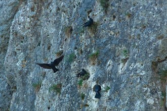 Jackdaw four birds sitting in rock face and flying seeing differently