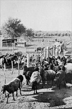 German cattle farm