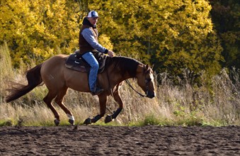 American Quarter Horse stallion training in canter