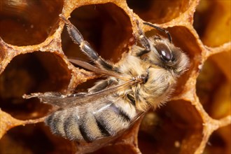 Honey bee drone sitting on honeycomb right looking