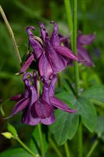 Wood columbine two open purple flowers on top of each other