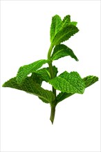 Fresh twig of mint isolated on white