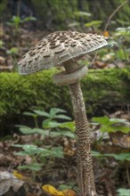 Parasol or giant parasol mushroom