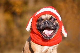 Funny laughing French Bulldog dog wearing knitted winter hat with rabbit ears with mouth wide open in front of blurry autumn forest background