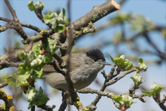 Blackcap male sitting on branch with green leaves looking right