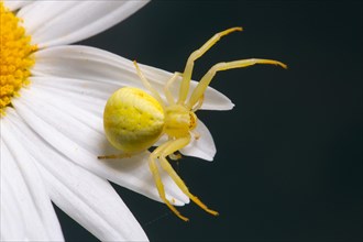 Variable crab spider yellow spider with legs spread sitting on white flower seen right