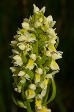 Straw yellow orchid Inflorescence with a few open yellow flowers