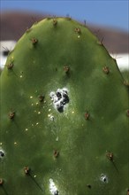 (Opuntia) plantations for the breeding of the cochineal scale insect, near Guatiza, Lanzarote,
